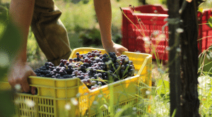Carenza manodopera Campania aziende vitivinicole