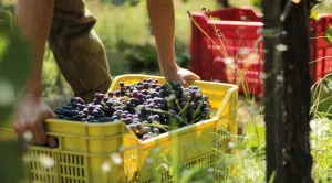 Carenza manodopera Campania aziende vitivinicole