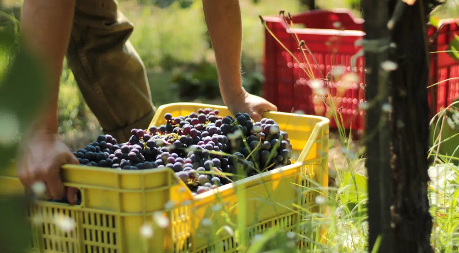 Carenza manodopera Campania aziende vitivinicole