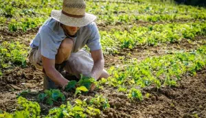 Campania agricoltura sociale