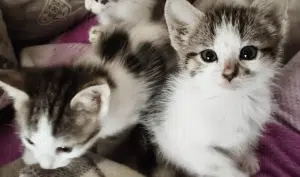 salerno raccolta alimentare gatti
