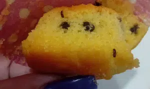 Pontecagnano mensa scolastica insetti