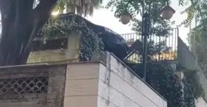 incidente salerno
