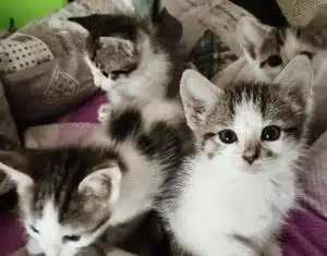 Salerno, raccolta alimentare per gatti randagi promossa da Torrione Eventi APS
