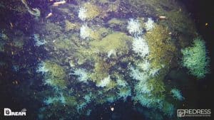Scoperta nel Golfo di Napoli un’antica barriera corallina a 500 metri di profondità: è la più estesa mai individuata nel Canyon Dohrn