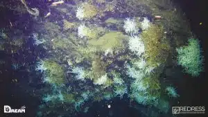 Scoperta nel Golfo di Napoli un’antica barriera corallina a 500 metri di profondità: è la più estesa mai individuata nel Canyon Dohrn