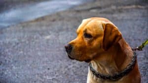 napoli cane legato picchiato comune smentisce maltrattamenti