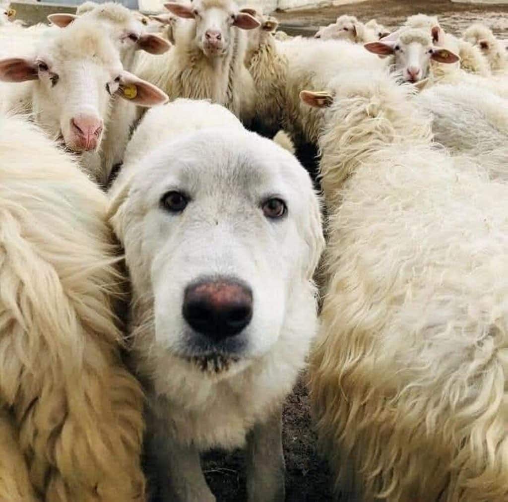 torchiara cane pastore sparato denuncia proprietario