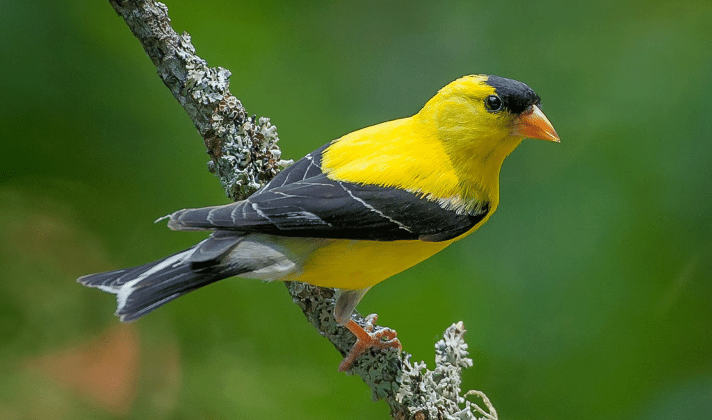 traffico cardellini campania arresti perquisizioni salerno