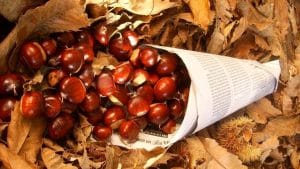 ceraso turista caduta burrone castagne raccolta