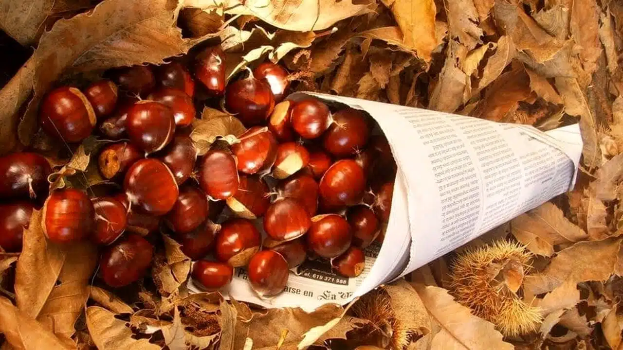 ceraso turista caduta burrone castagne raccolta