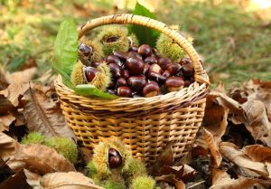 laureana cilento castagne raccolta limitata