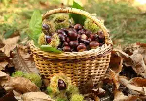 laureana cilento castagne raccolta limitata