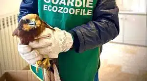 Falco di palude ferito salvato a Capaccio Paestum: operazione del Noetaa Salerno