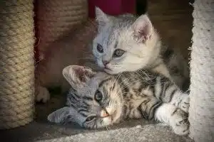 truffa gattini comuni razza salerno denuncia