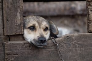 cava de tirreni cani maltrattati denuncia 16 ottobre
