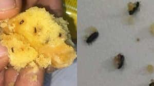 muffin insetti pontecagnano ritiro immediato controlli