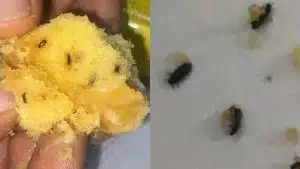 muffin insetti pontecagnano ritiro immediato controlli