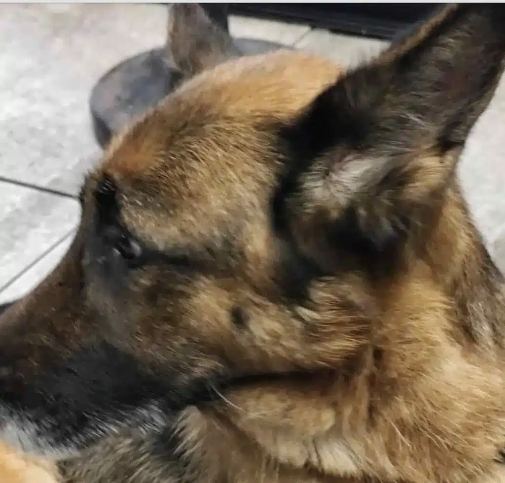 pastore tedesco trascinato san sebastiano bici elettrica denuncia