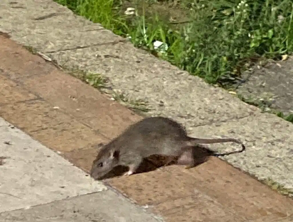 topi scuole comune salerno chiusure derattizzazione