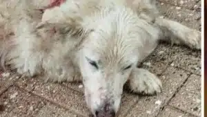 tramonti cane ucciso fucile