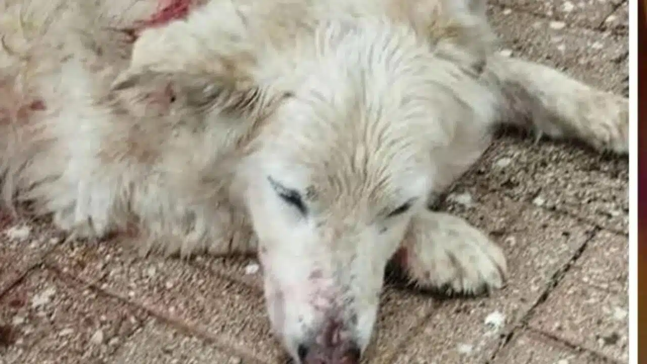 tramonti cane ucciso fucile