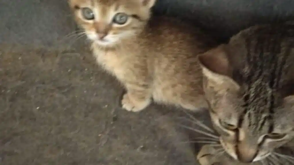 sassano gattino morto 21 ottobre