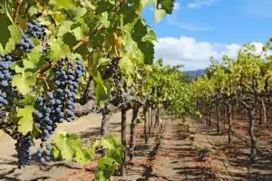 bellosguardo terre aglianicone 2025