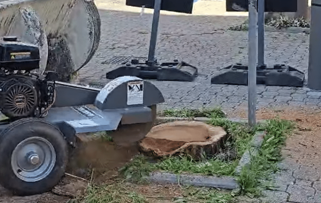 Salerno, al via la nuova fase del progetto “Un albero per abitante”: ripristini e nuove piantumazioni nei quartieri