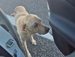 cane abbandonato a2 polla petina salvato automobilista