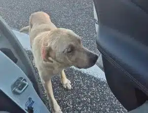 cane abbandonato a2 polla petina salvato automobilista