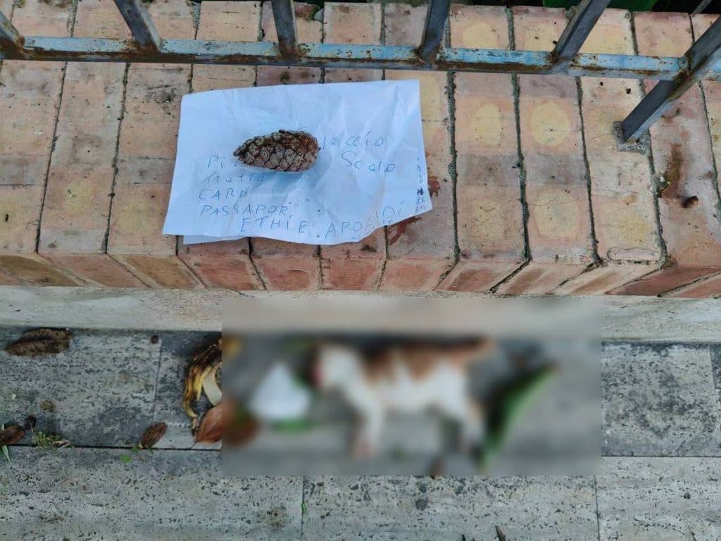Macabro ritrovamento a Licinella: foglio con scritte e una pigna accanto a un gatto morto
