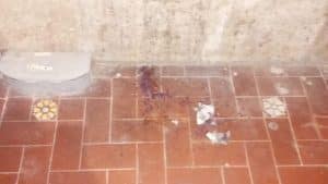 Esche avvelenate in strada, paura in via Platamone: cagnolina salvata in extremis