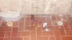 Esche avvelenate in strada, paura in via Platamone: cagnolina salvata in extremis