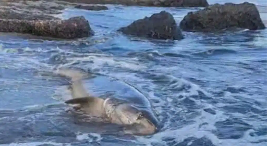 Ogliastro Cilento squalo spiaggiato