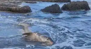 Ogliastro Cilento squalo spiaggiato