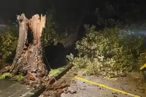 quercia caduta Scario