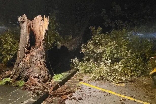 quercia caduta Scario