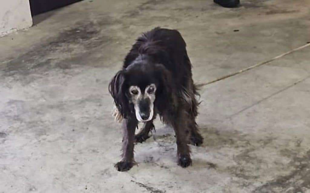 Cava de’ Tirreni, cane spaventato sulla ex statale 18: intervento della Polizia Locale evita il peggio