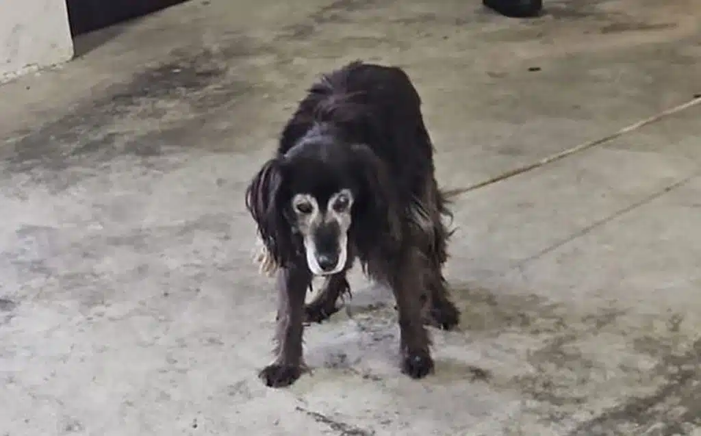 Cava de’ Tirreni, cane spaventato sulla ex statale 18: intervento della Polizia Locale evita il peggio