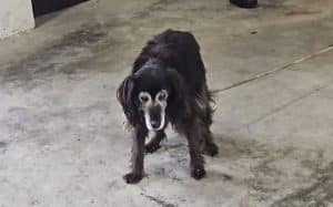 Cava de’ Tirreni, cane spaventato sulla ex statale 18: intervento della Polizia Locale evita il peggio