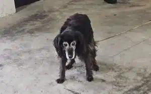 Cava de’ Tirreni, cane spaventato sulla ex statale 18: intervento della Polizia Locale evita il peggio