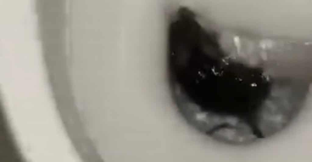 Vallo Lucania topo wc