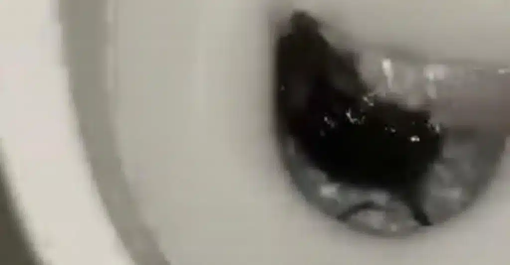 Vallo Lucania topo wc