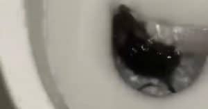 Vallo Lucania topo wc