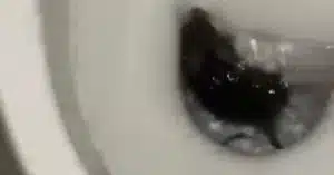 Vallo Lucania topo wc