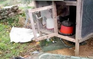 Serramezzana cani randagi assalto pollaio