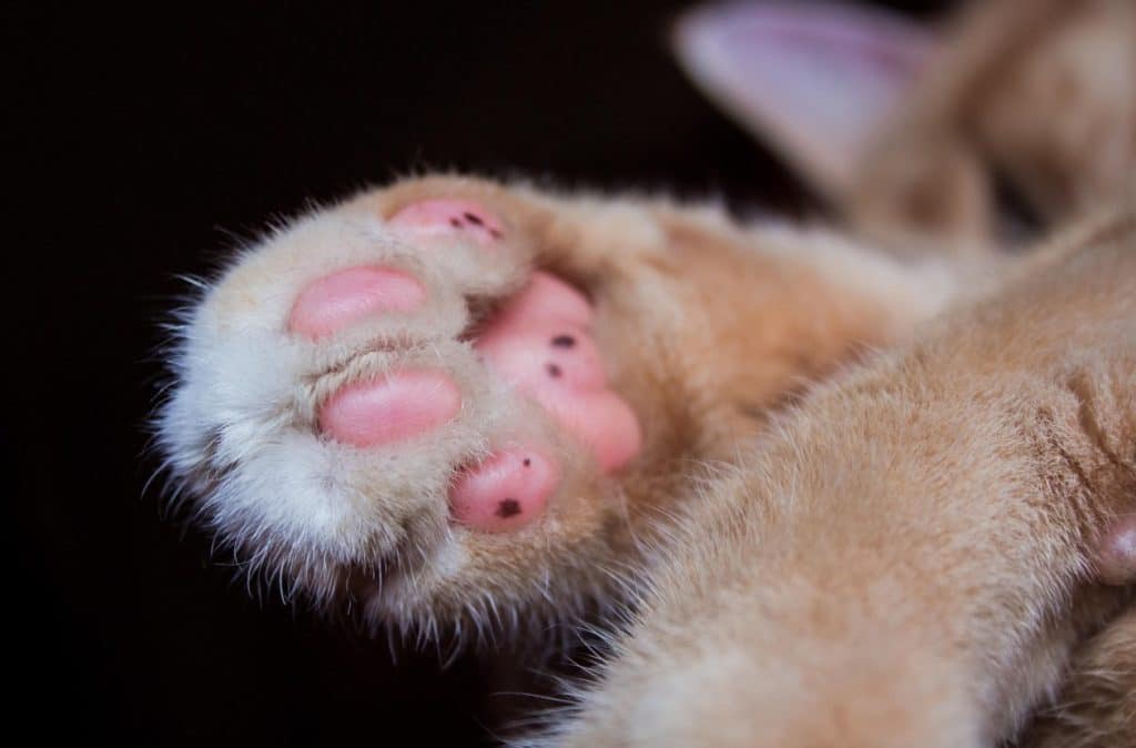 gatta investita Cernicchiara