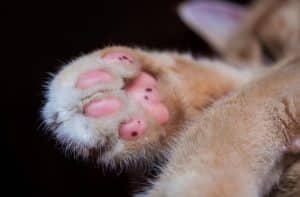 gatta investita Cernicchiara