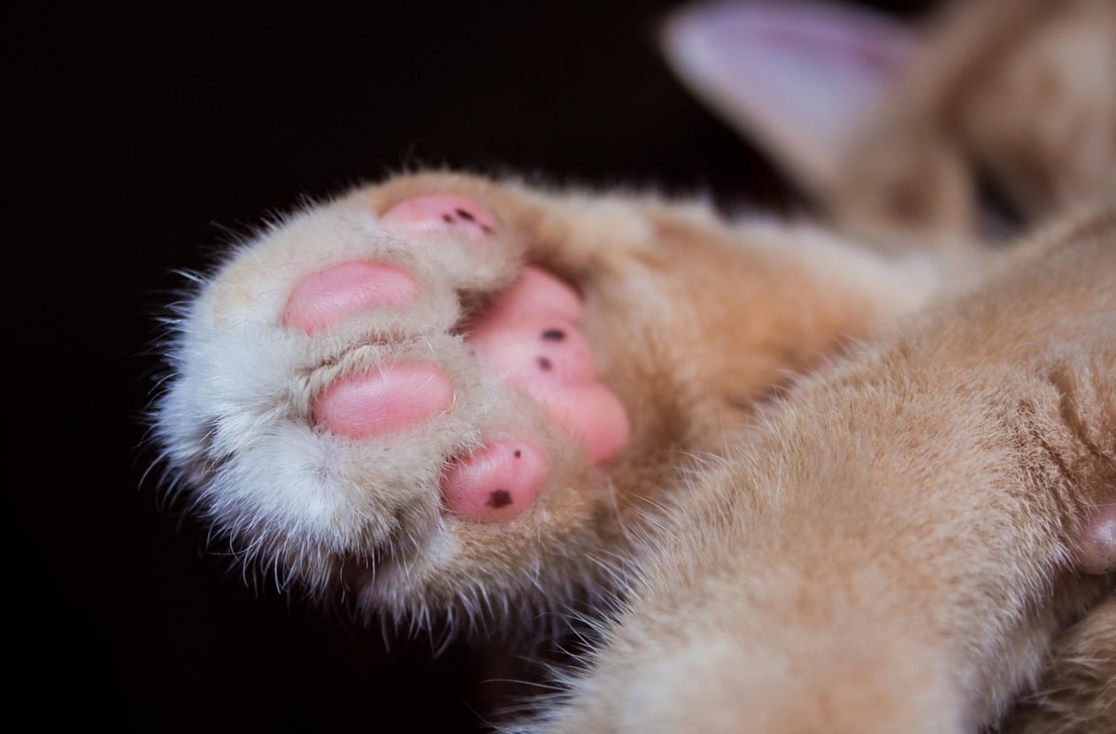 gatta investita Cernicchiara